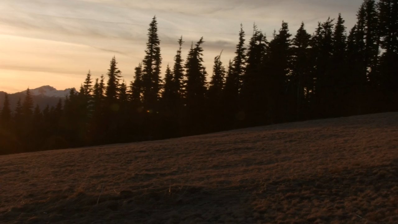 Frosty meadow at sunset with pine silhouettes
